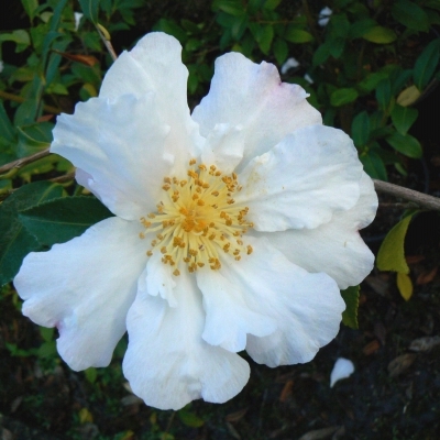 Camellia d'automne Hino de Gumo