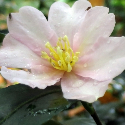 Camellia d'automne Papaver