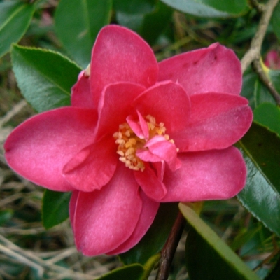 Camellia d'automne Hiryu
