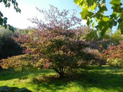 Cornus controversa - Pleine terre