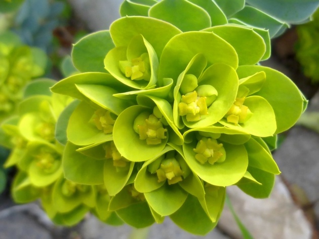 Euphorbia