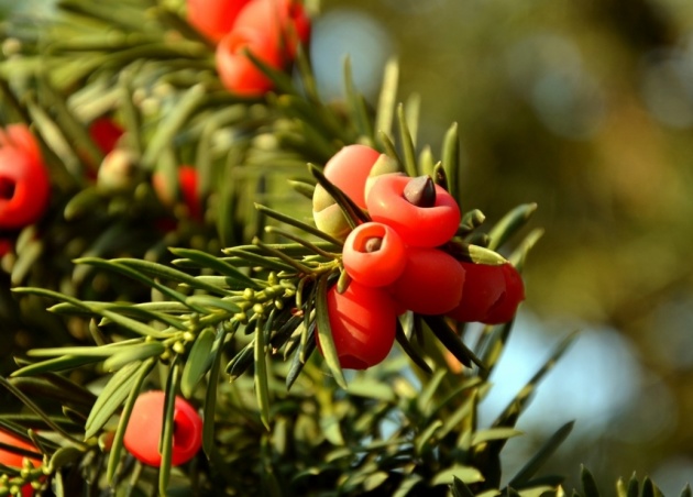 Taxus baccata - If - Peut être toxique en cas d'ingestion